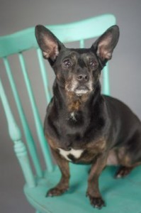 dog in chair