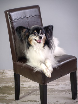 dog in a chair